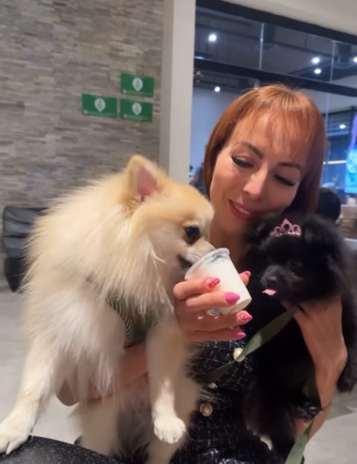 La familia Jahdai Pom junto a sus Pomeranias